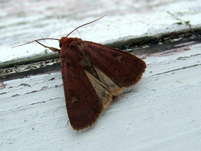 Square-spot Rustic